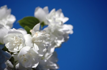 jasmine blossom on clear blue skyの写真素材