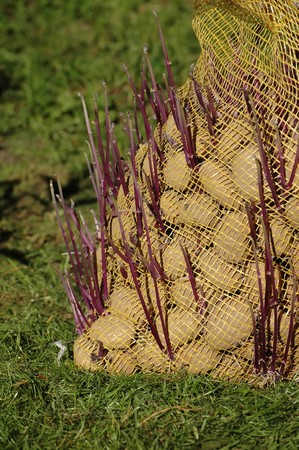 Seed potatoesの写真素材