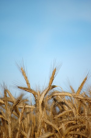 golden wheat in the blue sky backgroundの写真素材