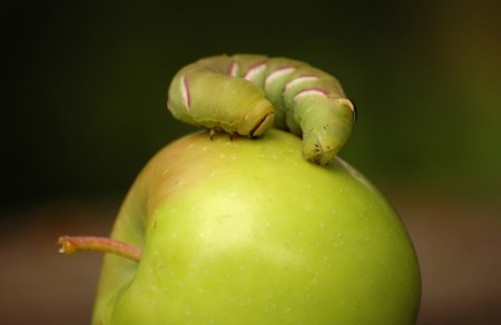 Big green caterpillar crawling over the apple の写真素材