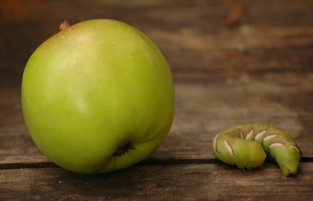 Big green caterpillar crawling over the apple の写真素材