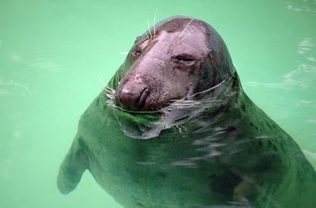seal looking from waterの写真素材