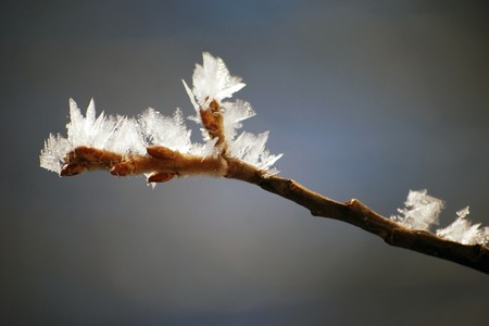 closeup of ice crystals on branchの写真素材
