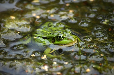 Green Frog peeking out from pound at summer