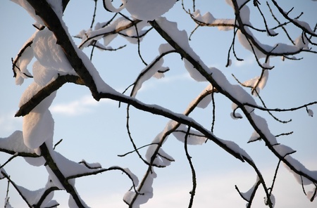 abstract tree branches under snowの写真素材