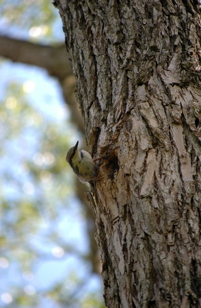 Black-capped Chickadee (Poecile atricapillus) の写真素材