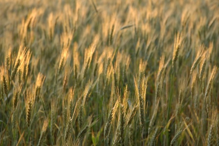 Field of golden spikesの写真素材
