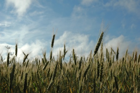 golden wheat in the blue sky backgroundの写真素材
