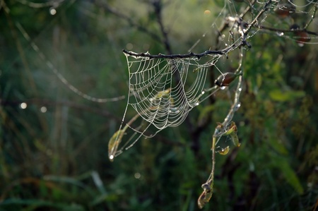 Close up view of the strings of a spiders webの写真素材