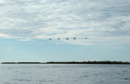 Seascape with flying swans
