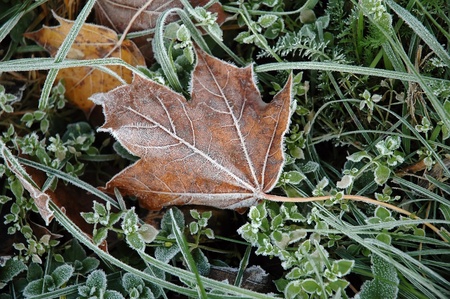 frozen maple leaf on ground at autumnの写真素材