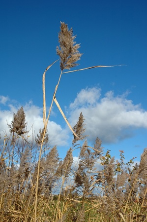 bulrush and clouds in skyの写真素材
