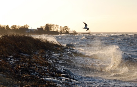 seagull flies on stormy sea の写真素材