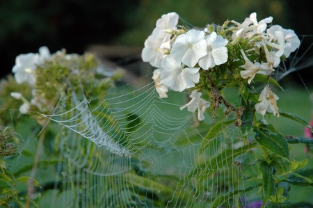 Close up view of the strings of a spiders web with flowersの写真素材