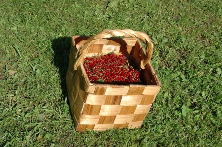 redcurrant in basketの写真素材