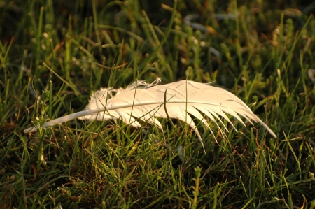 White feather on grassの写真素材