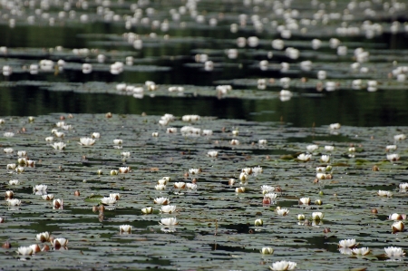 white water lily on the river (Nymphaea alba)の写真素材