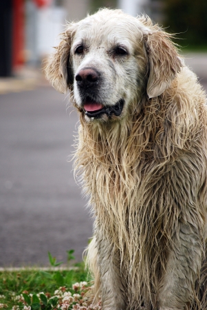 Fun golden retriever dog has been in the mudの写真素材