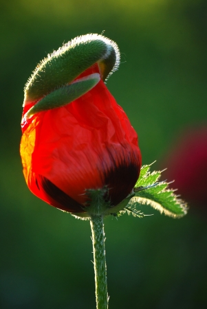 Green bud of a poppy flower with young red crinkled petalsの写真素材