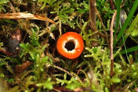 Lactarius deterrimus foot cutの写真素材