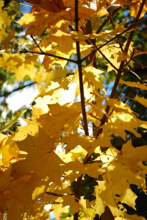 Yellow autumn maple leaf on green grassの写真素材