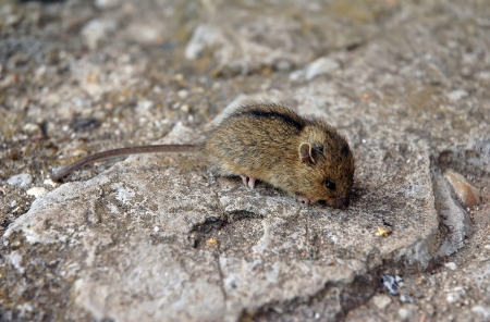 Mouse  Mus musculus  sitting on stone floorの写真素材