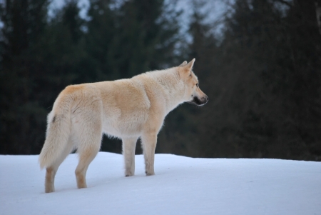 white Wolfhound at winter