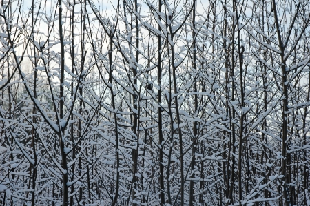 trees and underwood texture in a winter forestの写真素材