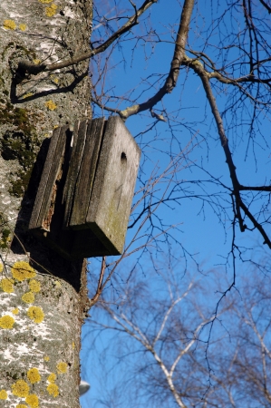 abandoned Bird box on birchの写真素材