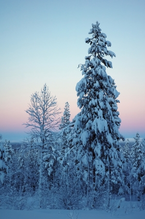 beautiful Lapland winter forestの写真素材