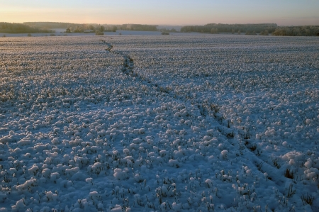 sunrise, prints in the snow の写真素材