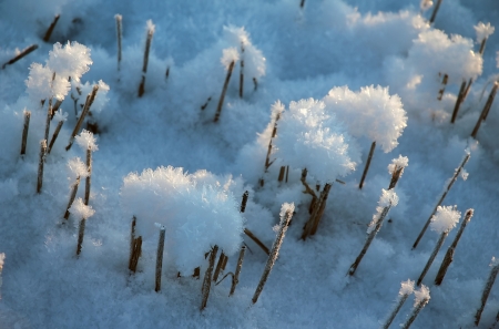 snow crystal forms on field at winterの写真素材