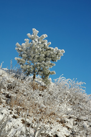 beautiful pine at winter on hill sideの写真素材