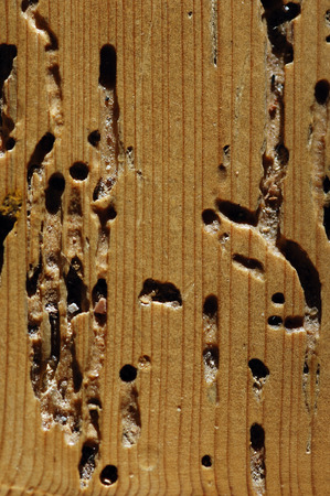 Wood texture, old wood backgroundの写真素材