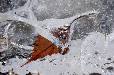 A frozen leaf in iceの写真素材