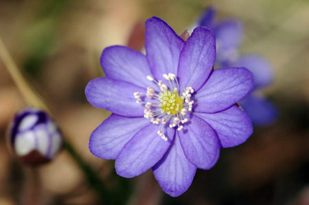 liverwort  Hepatica nobilis  growing on the forest in mossの写真素材