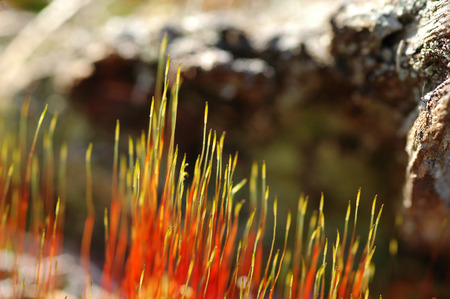 Dry Red Grass Field In bogの写真素材
