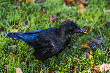 crow eating in park at autumnの写真素材
