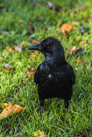 crow in park at autumnの写真素材