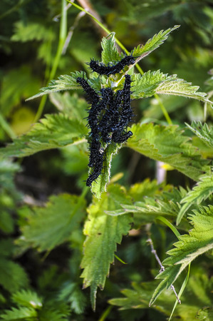 group of worms on green nettle leafの写真素材