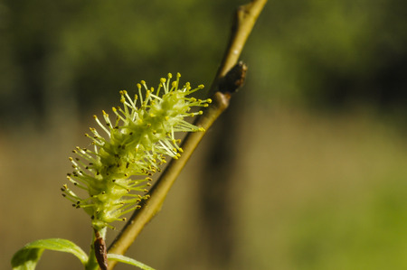 Pussy-willow (Salix) branch isolated on blurry background