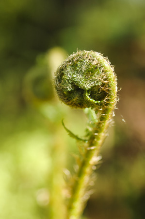 Fresh green leaves of a fern in the blurry backgroundの写真素材