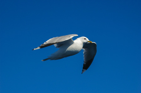 seagullの写真素材