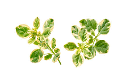 Fresh oregano isolated on white background. Oregano set.の写真素材