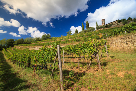 Chianti vineyard landscape in autumn with church, cypresses, clouds  and grapes, Tuscany, Italyのeditorial素材