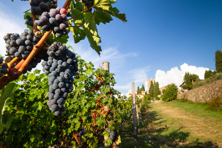 Harvest in Tuscan vineyard landscape with bunches of red wine grapes and characteristic abbey in the background, on September 2018 in Chianti, Tuscany, Italyの写真素材