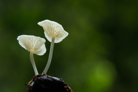 beutiful mushroom on green の写真素材