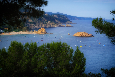 Seaside coast with boats and yachts in pine treesの写真素材