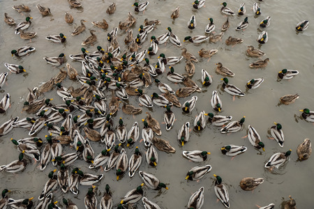 ducks and drakes in the city small river in winter