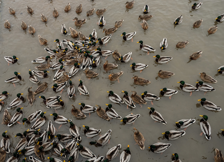 Ducks and drakes swimming in the small river in the city in winterの写真素材